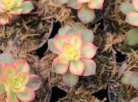 Aeonium, růžicovka 'Kiwi' - Aeonium davidbramwellii 'Kiwi'