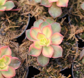Eonium, růžicovka 'Kiwi' - Aeonium davidbramwellii 'Kiwi'