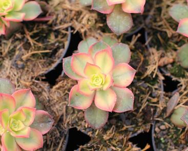 Aeonium, růžicovka 'Kiwi'