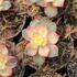 Aeonium davidbramwellii 'Kiwi'.JPG