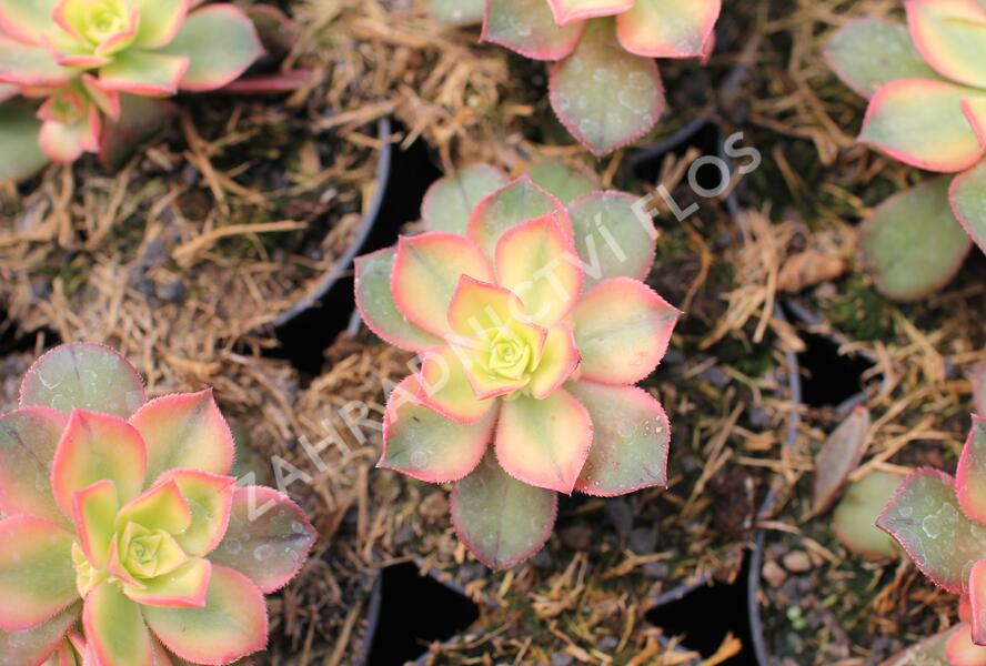 Aeonium, růžicovka 'Kiwi' - Aeonium davidbramwellii 'Kiwi'