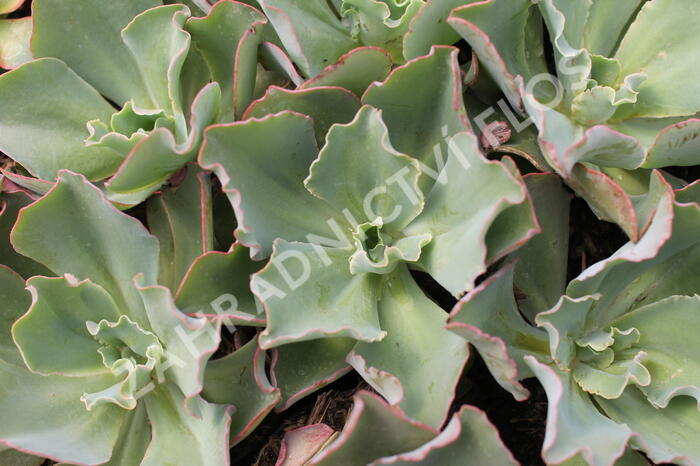 Dužnatka 'Giant Blue' - Echeveria cultivars 'Giant Blue