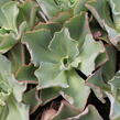 Dužnatka 'Giant Blue' - Echeveria cultivars 'Giant Blue