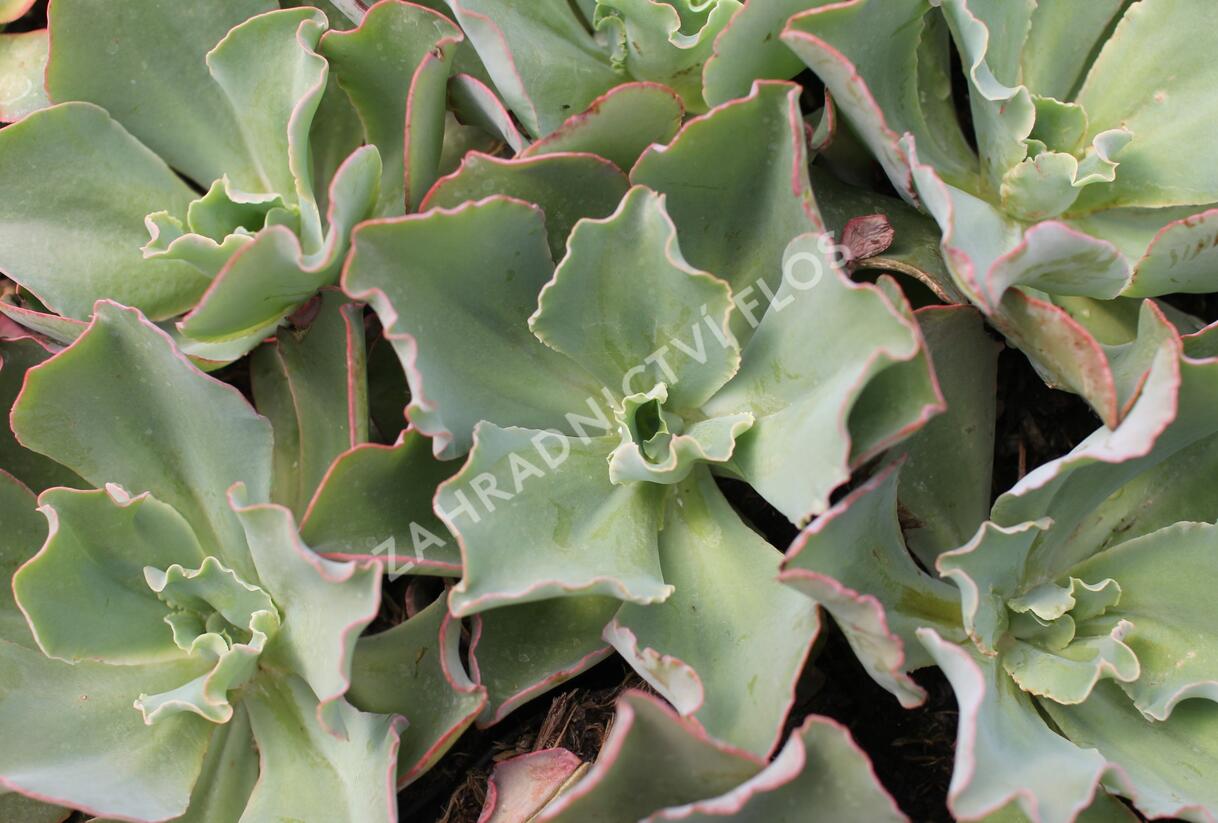 Dužnatka 'Giant Blue' - Echeveria cultivars 'Giant Blue