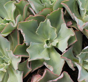 Dužnatka 'Giant Blue' - Echeveria cultivars 'Giant Blue