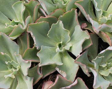 Dužnatka 'Giant Blue'
