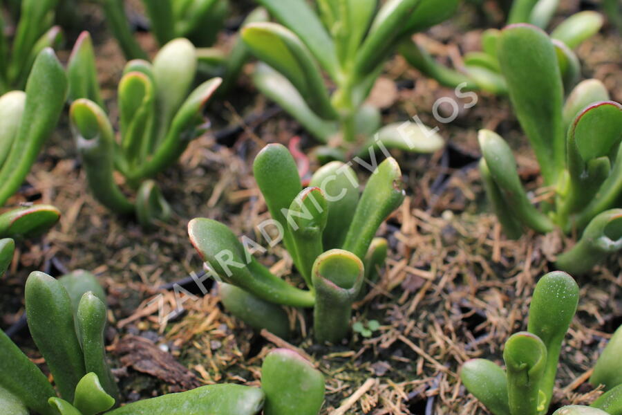 Tlustice vejčitá 'Horntree Tricolor' - Crassula ovata 'Horntree Tricolor'