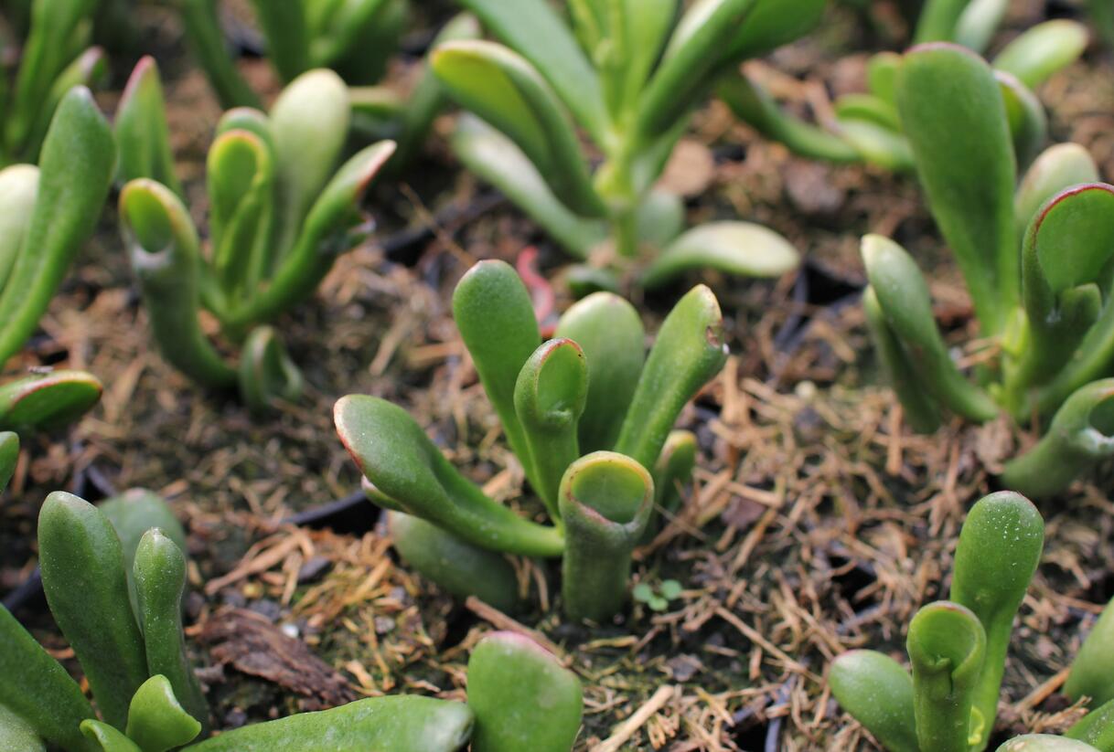 Tlustice vejčitá 'Horntree Tricolor' - Crassula ovata 'Horntree Tricolor'