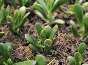 Tlustice vejčitá 'Horntree Tricolor' - Crassula ovata 'Horntree Tricolor'