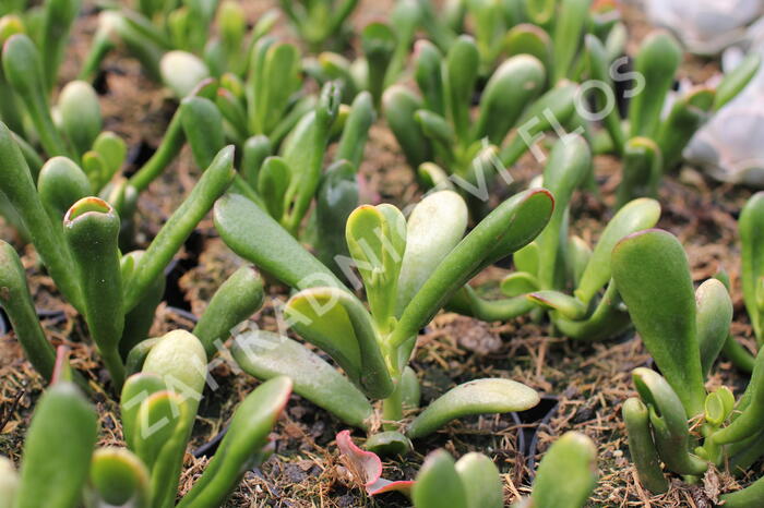 Tlustice vejčitá 'Horntree Tricolor' - Crassula ovata 'Horntree Tricolor'