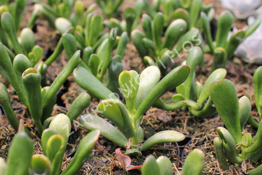 Tlustice vejčitá 'Horntree Tricolor' - Crassula ovata 'Horntree Tricolor'