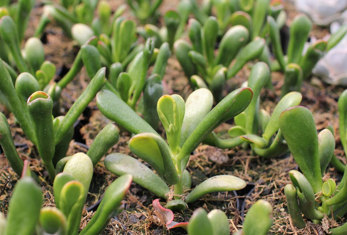 Tlustice vejčitá 'Horntree Tricolor' - Crassula ovata 'Horntree Tricolor'