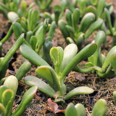 Tlustice vejčitá 'Horntree Tricolor' - Crassula ovata 'Horntree Tricolor'
