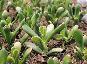 Tlustice vejčitá 'Horntree Tricolor' - Crassula ovata 'Horntree Tricolor'