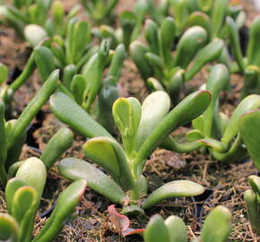 Tlustice vejčitá 'Horntree Tricolor' - Crassula ovata 'Horntree Tricolor'