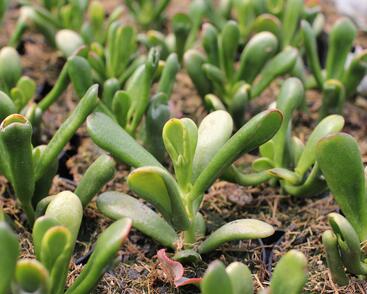 Tlustice vejčitá 'Horntree Tricolor'