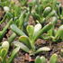 Crassula ovata 'Horntree Tricolor'_01.JPG