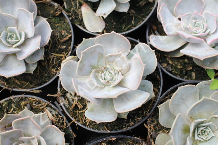 Dužnatka - Echeveria lilacina