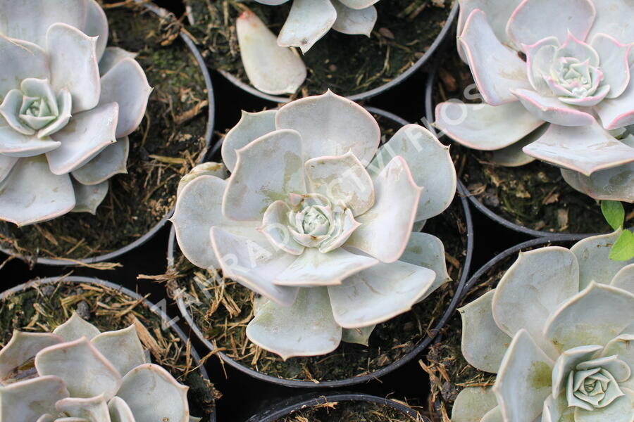Dužnatka - Echeveria lilacina