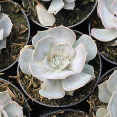 Dužnatka - Echeveria lilacina