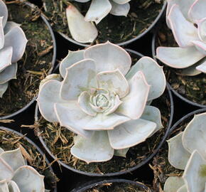 Dužnatka - Echeveria lilacina