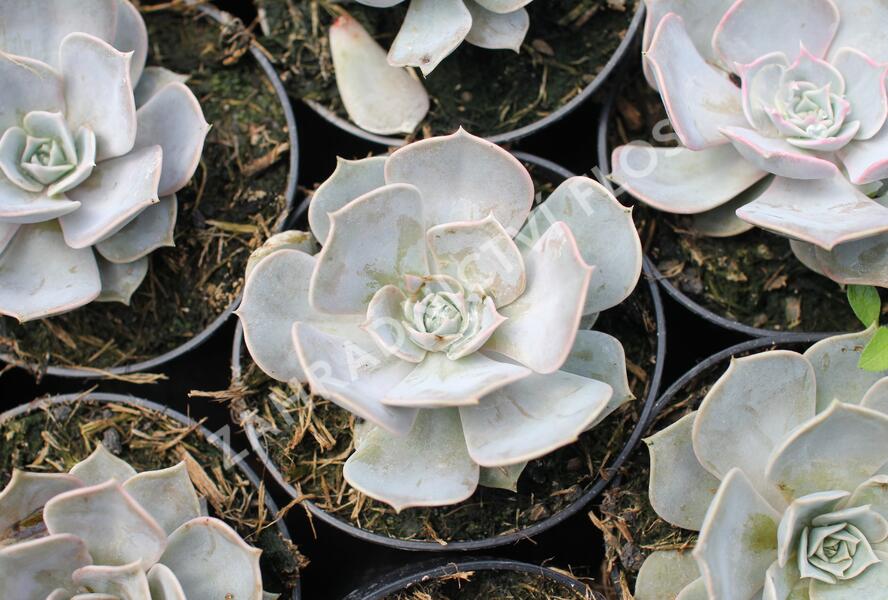 Dužnatka - Echeveria lilacina