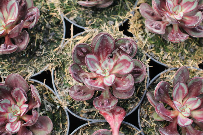 Dužnatka 'Benitsukasa' - Echeveria nodulosa 'Benitsukasa'