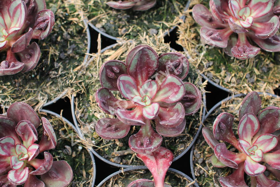 Dužnatka 'Benitsukasa' - Echeveria nodulosa 'Benitsukasa'