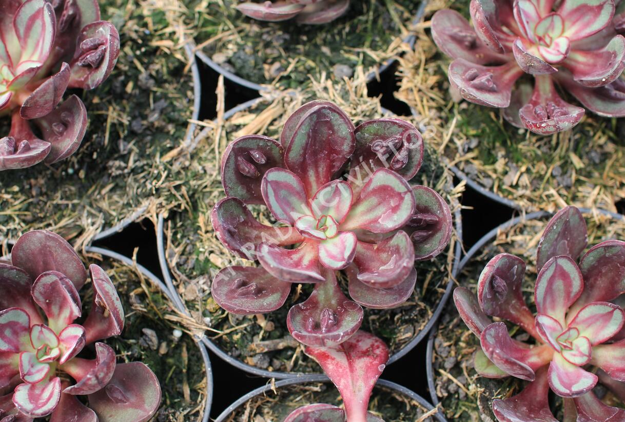 Dužnatka 'Benitsukasa' - Echeveria nodulosa 'Benitsukasa'