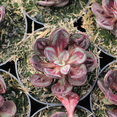 Dužnatka 'Benitsukasa' - Echeveria nodulosa 'Benitsukasa'