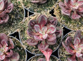 Dužnatka 'Benitsukasa' - Echeveria nodulosa 'Benitsukasa'