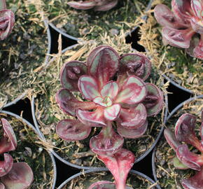 Dužnatka 'Benitsukasa' - Echeveria nodulosa 'Benitsukasa'
