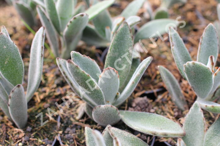 Kalanchoe, kolopejka - Kalanchoe tomentosa
