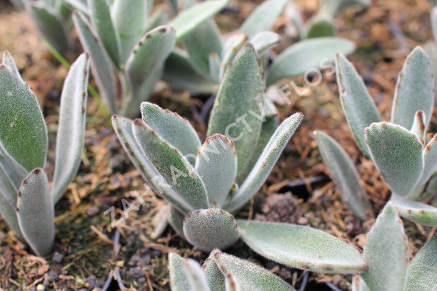 Kalanchoe, kolopejka - Kalanchoe tomentosa