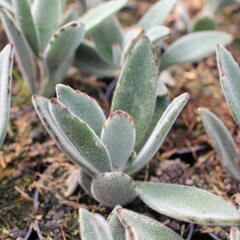 Kalanchoe, kolopejka - Kalanchoe tomentosa