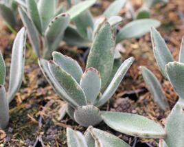 Kalanchoe, kolopejka