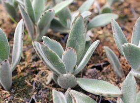 Kalanchoe, kolopejka - Kalanchoe tomentosa
