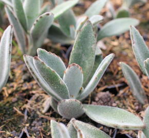 Kalanchoe, kolopejka - Kalanchoe tomentosa
