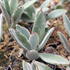 Kalanchoe tomentosa.JPG