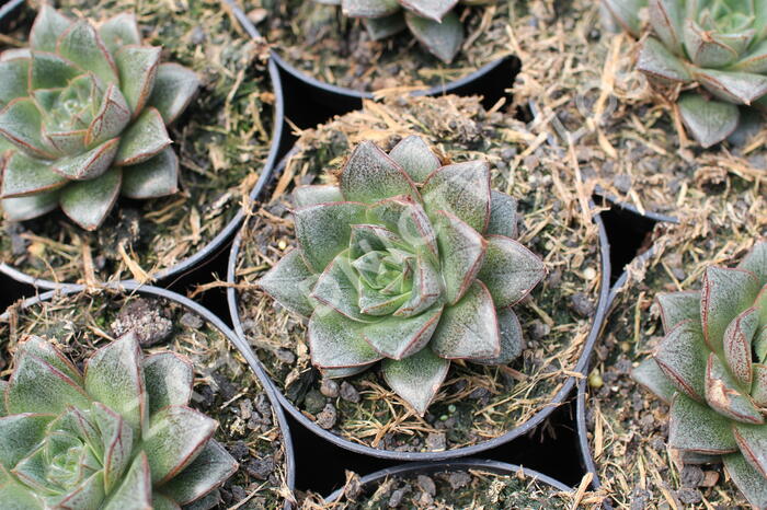 Dužnatka - Echeveria purpusorum