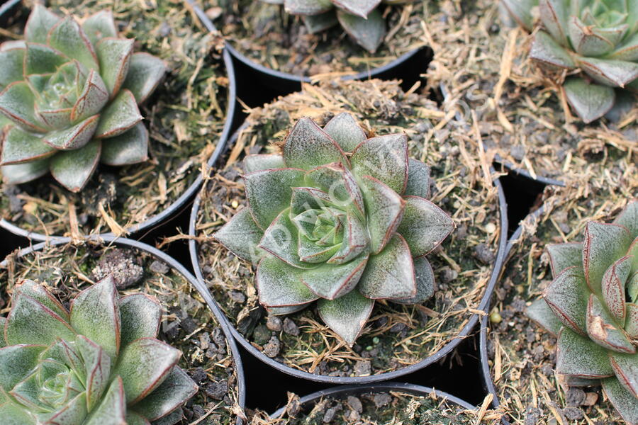 Dužnatka - Echeveria purpusorum