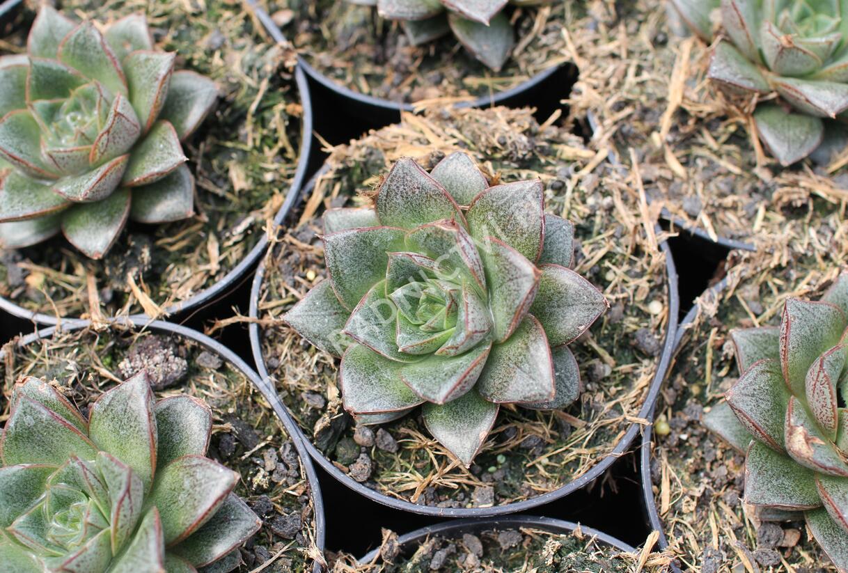 Dužnatka - Echeveria purpusorum