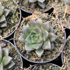 Dužnatka - Echeveria purpusorum