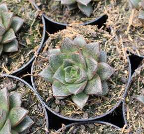 Dužnatka - Echeveria purpusorum