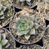 Echeveria purpusorum.JPG