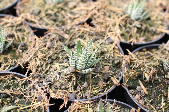 Haworthia 'Big Band' - Haworthia fasciata 'Big Band'
