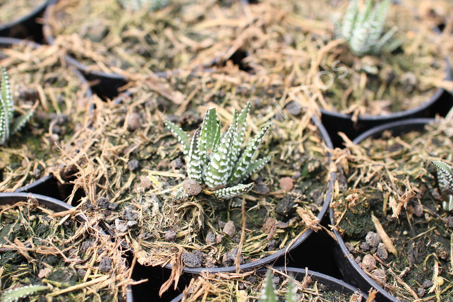 Haworthia 'Big Band' - Haworthia fasciata 'Big Band'
