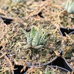 Haworthia 'Big Band' - Haworthia fasciata 'Big Band'