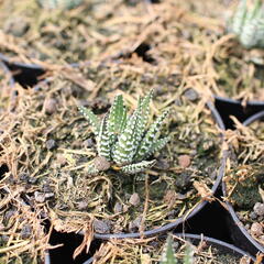 Haworthia 'Big Band' - Haworthia fasciata 'Big Band'