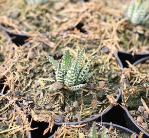 Haworthia 'Big Band' - Haworthia fasciata 'Big Band'